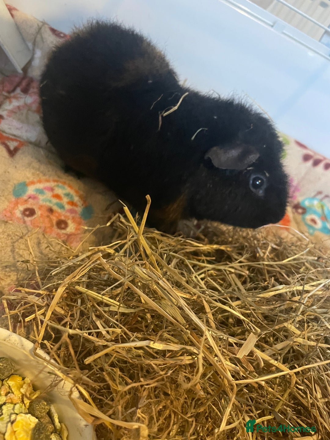 Guinea Pig rodents for sale: Teddy guinea pigs males - Advert 4