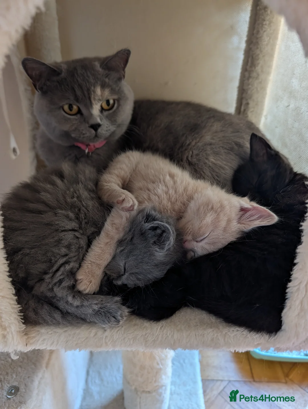 British Shorthair cats for sale: Pedigree British Shorthair Kittens in Cardiff - Advert 2