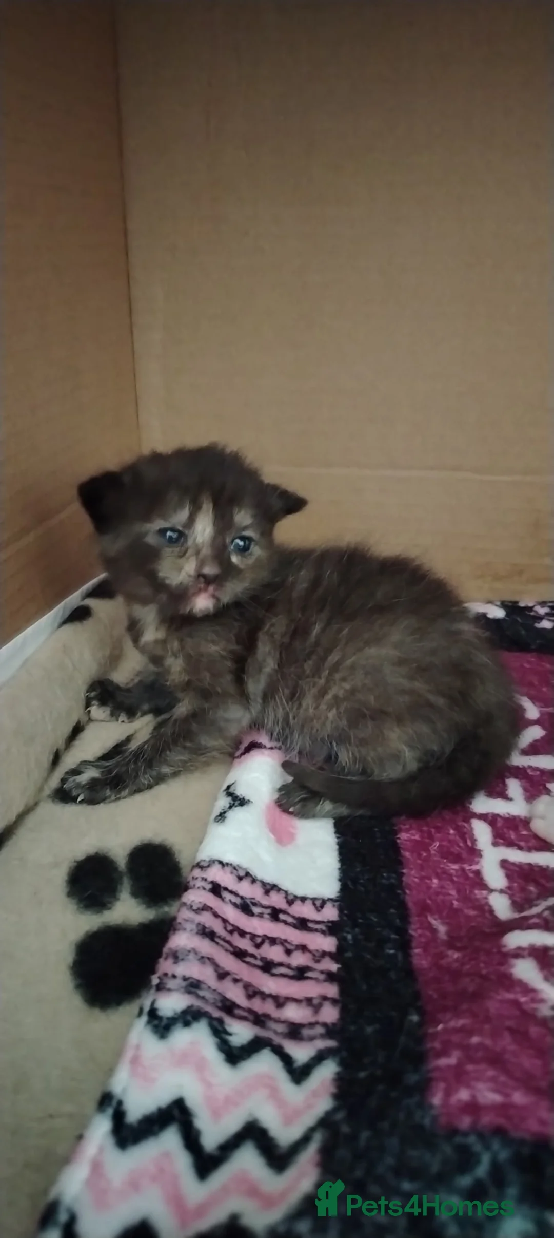 Mixed Breed cats for sale: Beautiful mixed breed kittens. in Holyhead - Advert 2