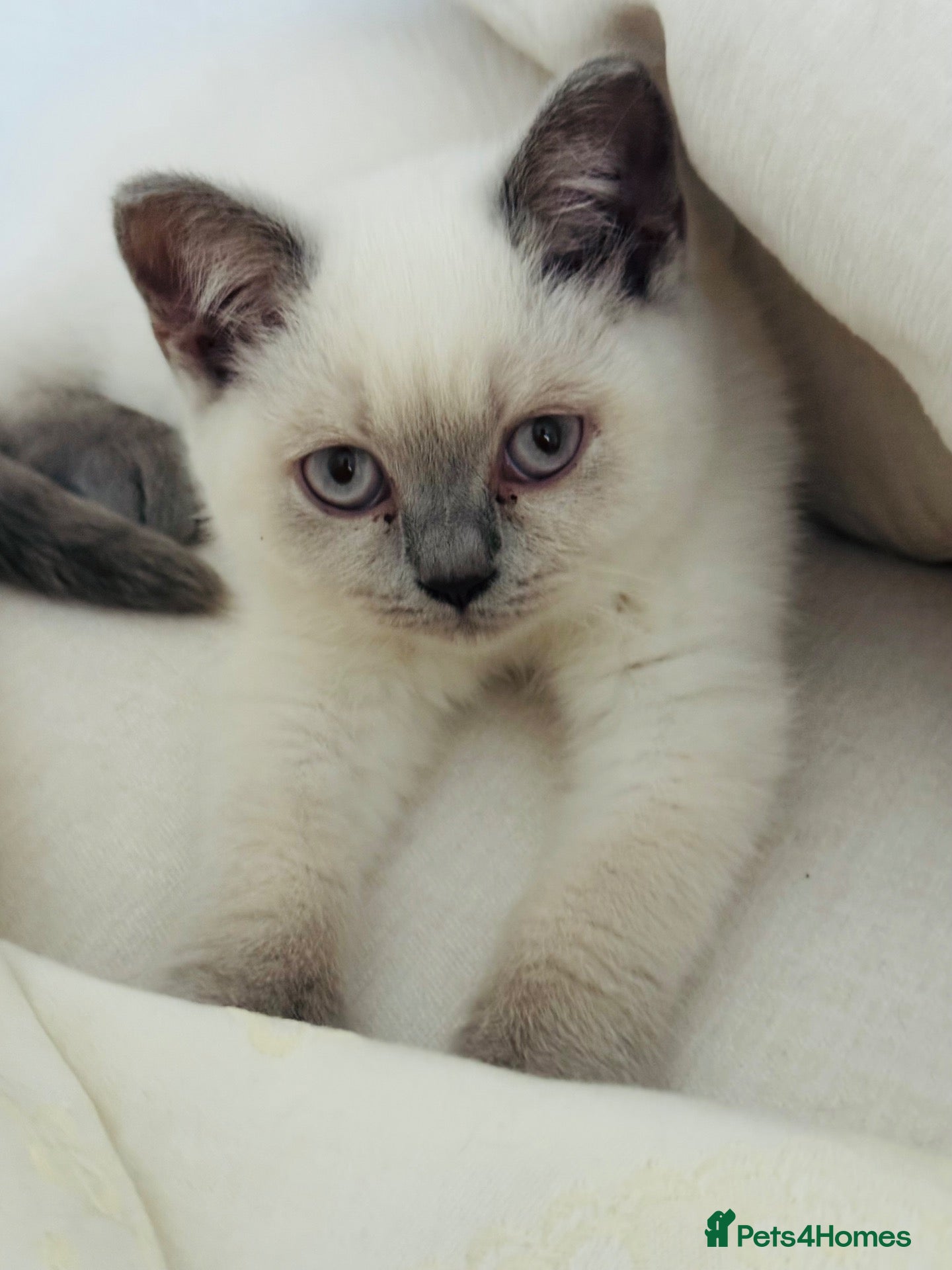 British Shorthair cats Beautiful Blue-Eyed British Shorthair Kitten - Advert 1
