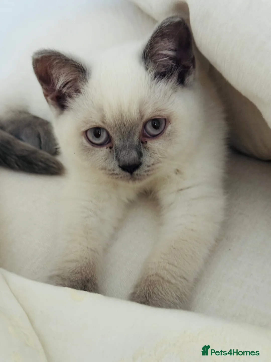 British Shorthair cats for sale: Beautiful Blue-Eyed British Shorthair Kitten - Advert 1