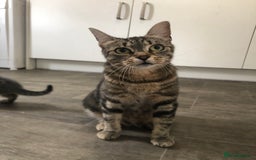 Mixed Breed cats for sale: Two mixed breed kittens  - Image 3