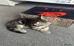 Mixed Breed cats for sale: Tabby female kitten - Image 4