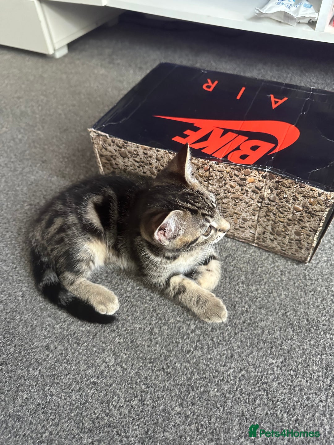 Mixed Breed cats for sale: Tabby female kitten - Image 4