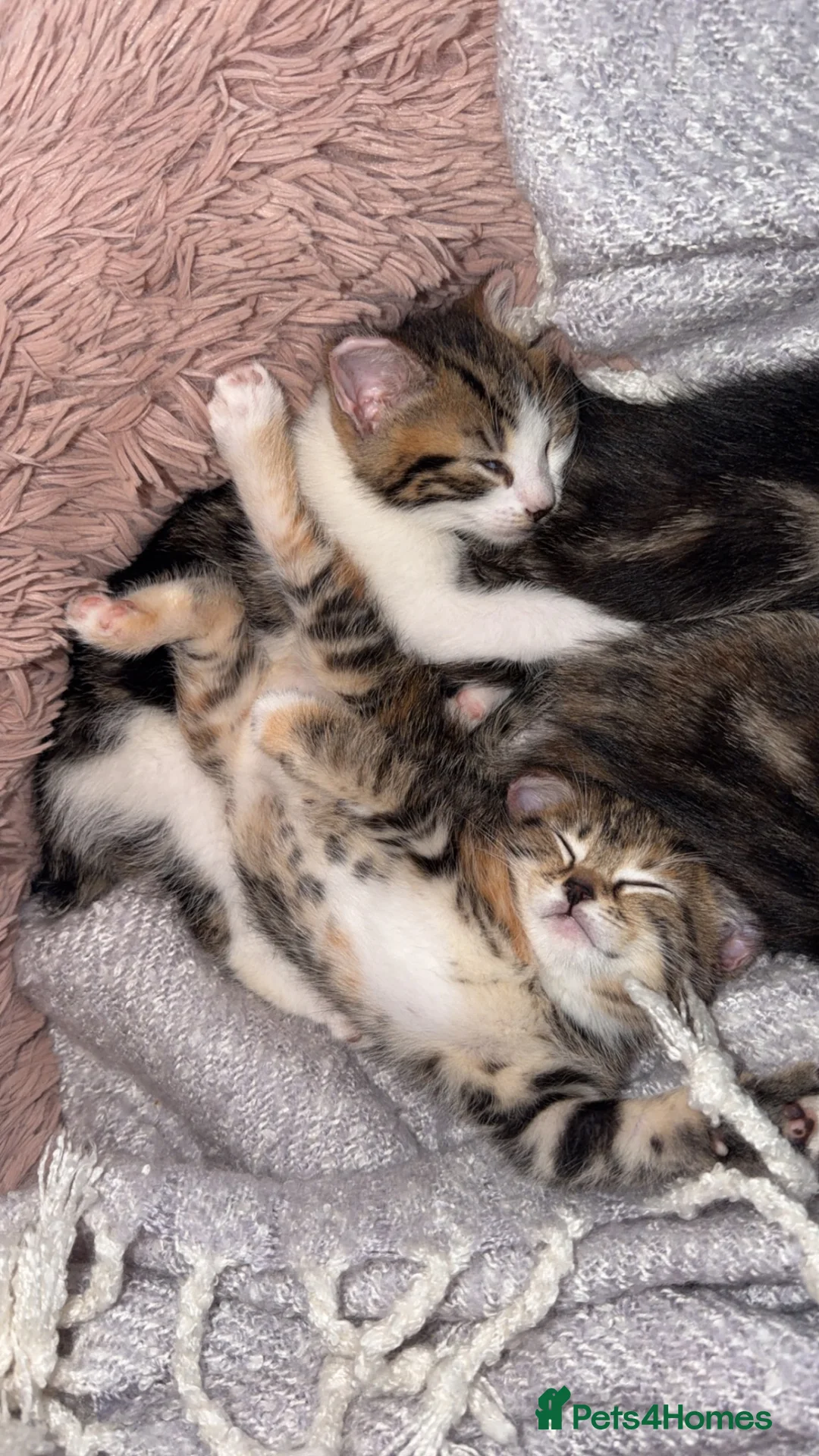 Domestic Shorthair cats for sale: Tabby kittens  - Advert 2
