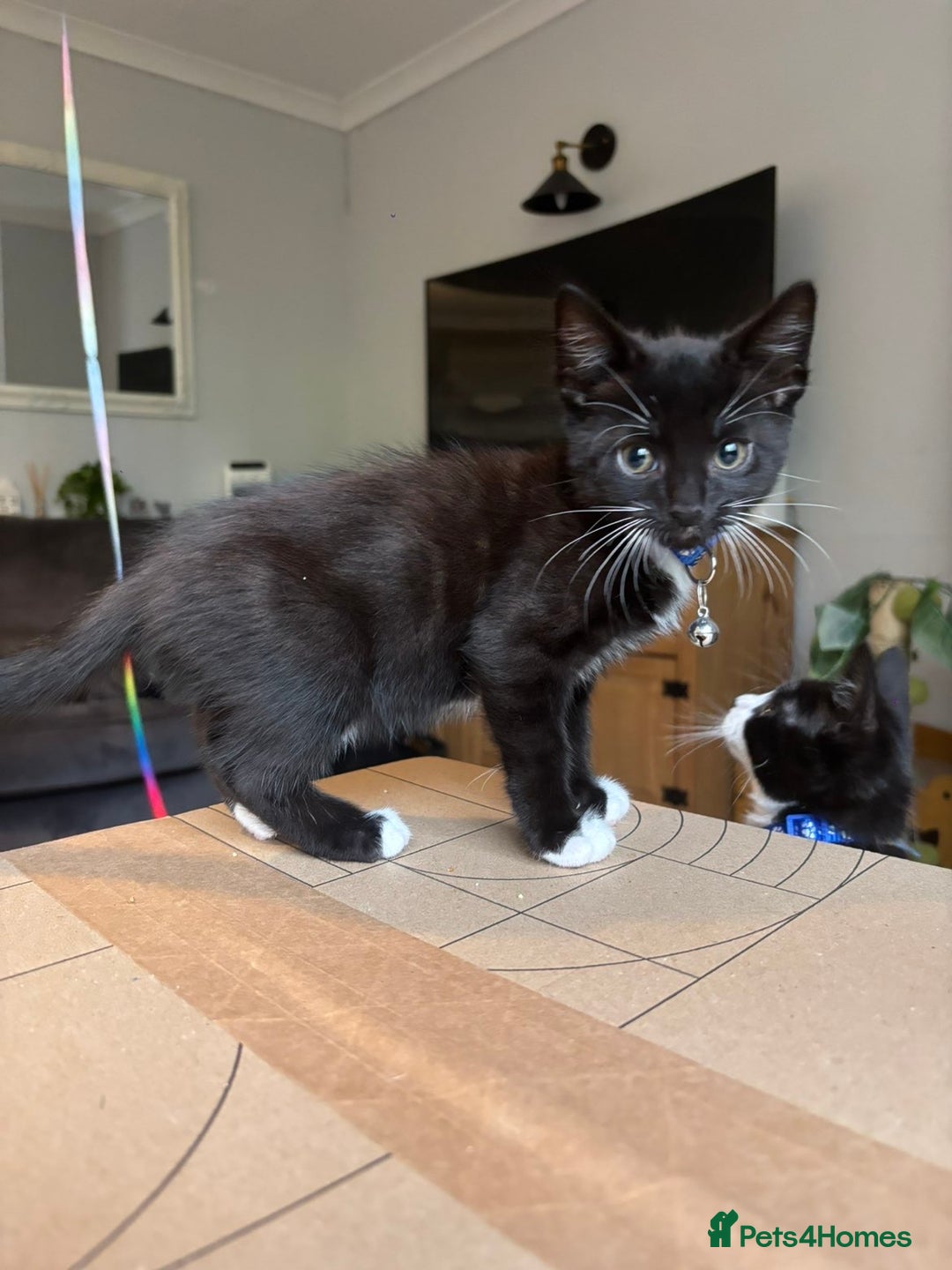 Mixed Breed cats for sale: 5 beautiful kittens available  - Advert 6