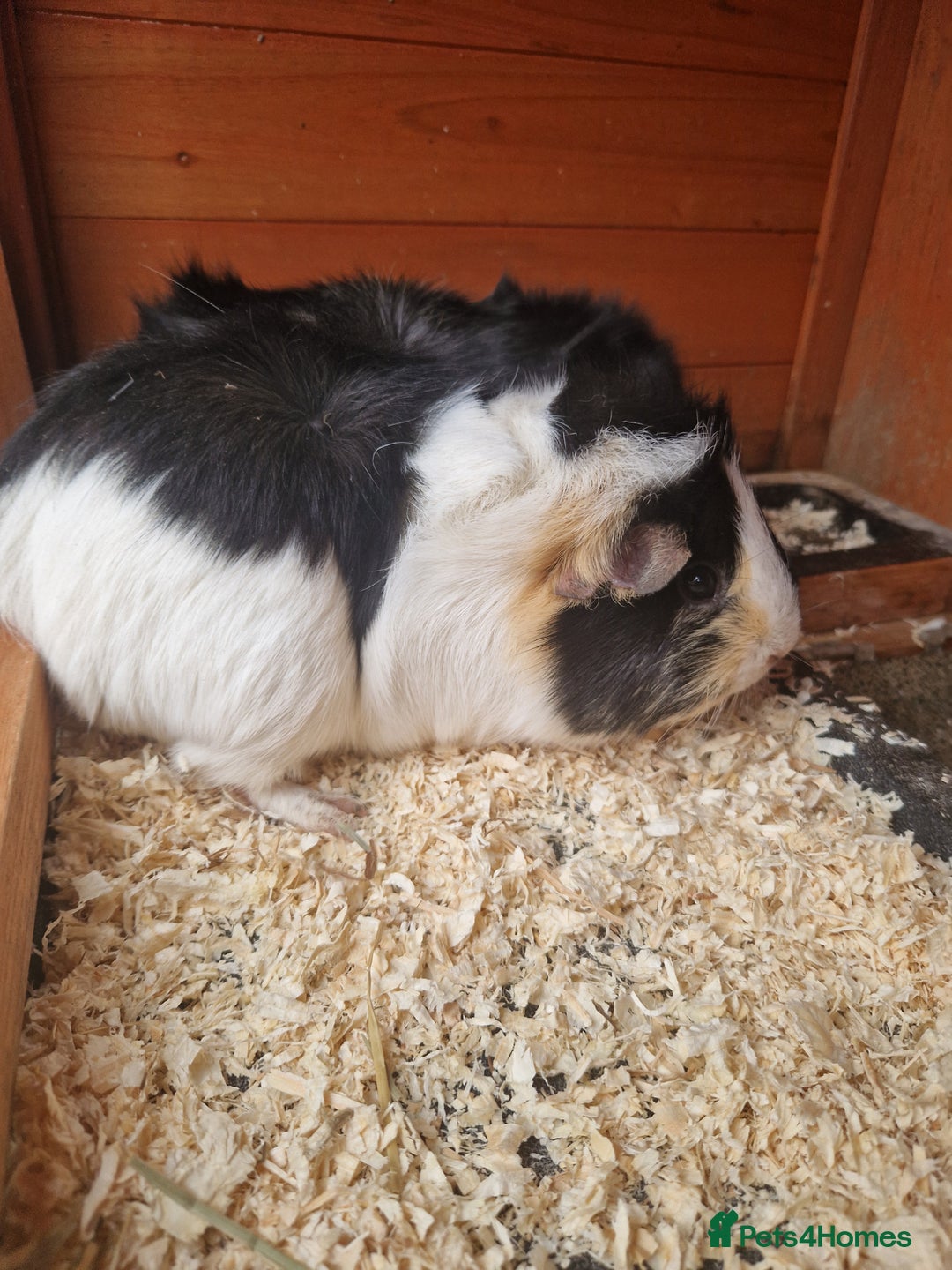 Guinea Pig rodents for sale: 2 Guinea Pig Sisters - Advert 4
