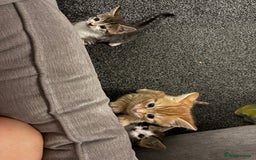 Domestic Shorthair cats for sale: BEAUTIFUL, FRIENDLY KITTENS FOR SALE!!🐈❤️ - Image 12