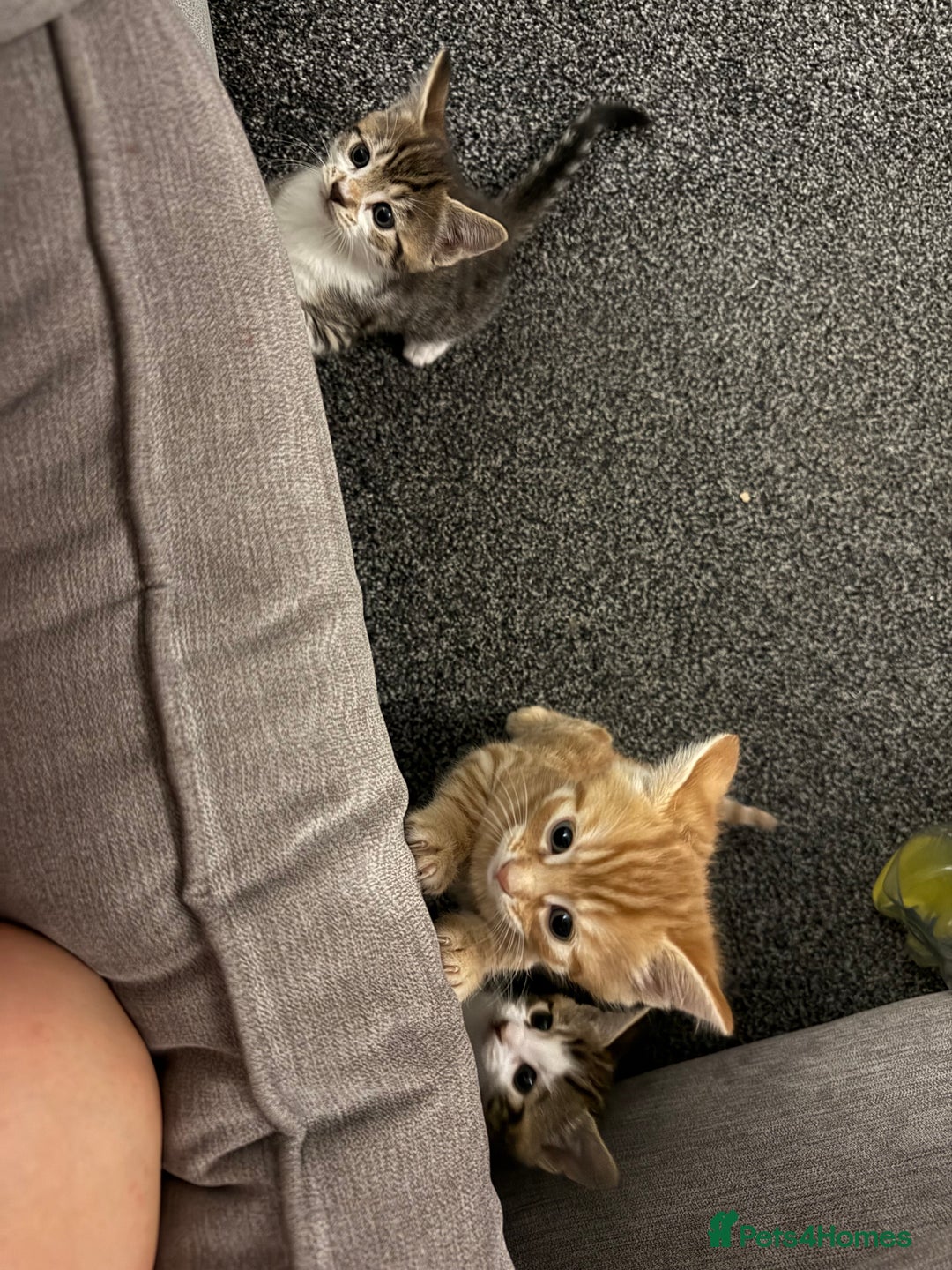 Domestic Shorthair cats for sale: BEAUTIFUL, FRIENDLY KITTENS FOR SALE!!🐈❤️ - Image 12