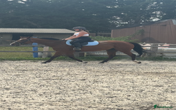 English Thoroughbred horses for sale: Super safe and easy mare  - Image 4