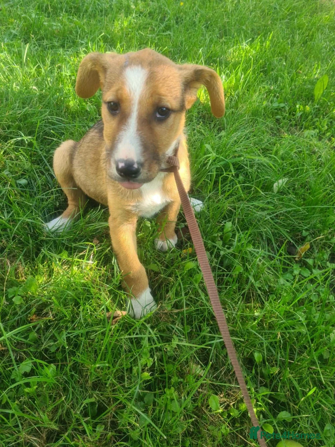 Mixed Breed dogs for adoption: Lucy - 4 month old mix - Advert 7