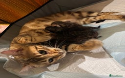 Bengal cats for sale: 💕 Pedigree Rosetted bengal kittens 💕 - Image 5
