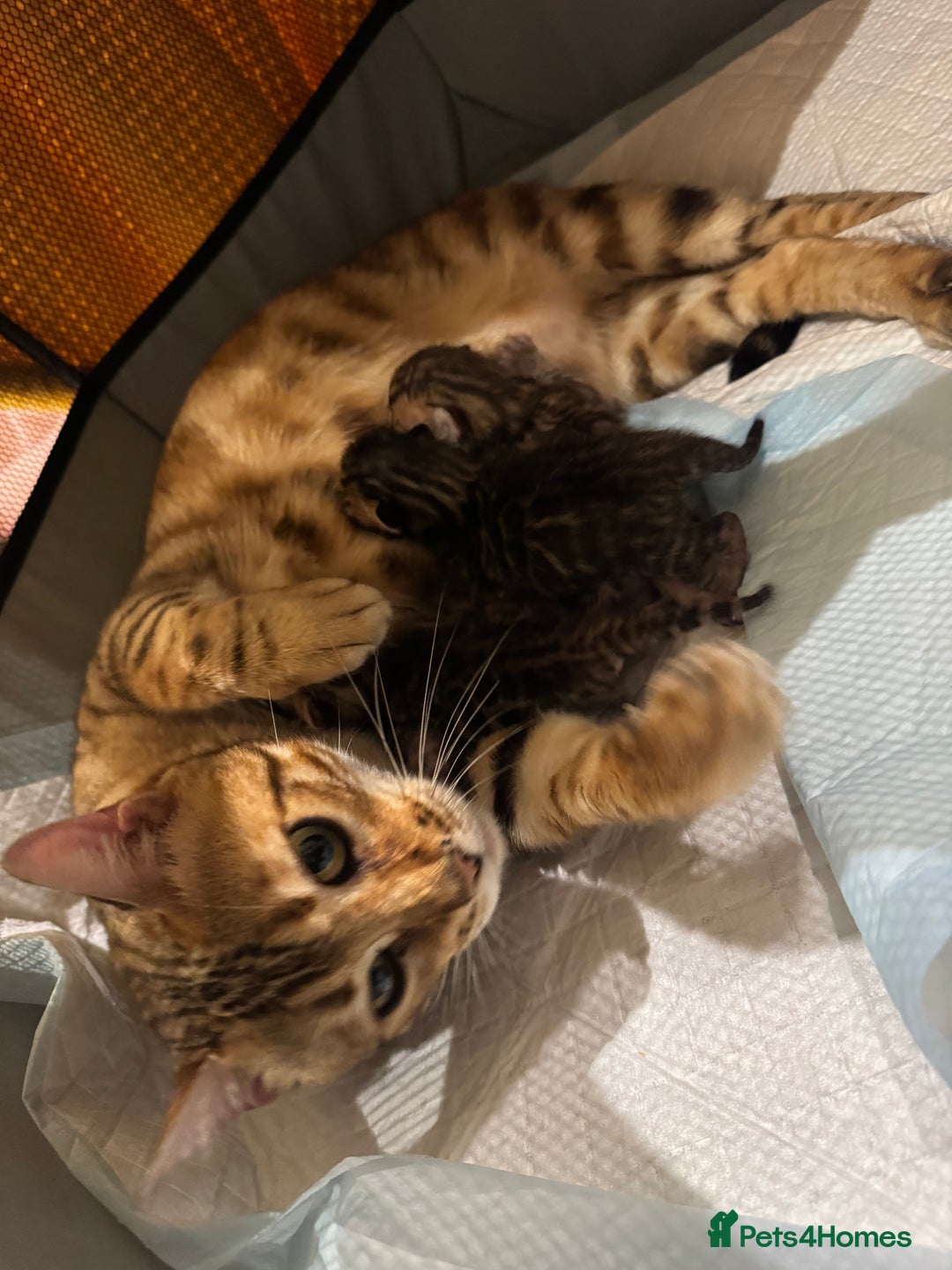 Bengal cats for sale: 💕 Pedigree Rosetted bengal kittens 💕 - Image 5