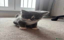 British Shorthair cats for sale: Gorgeous kittens for sale  - Image 4