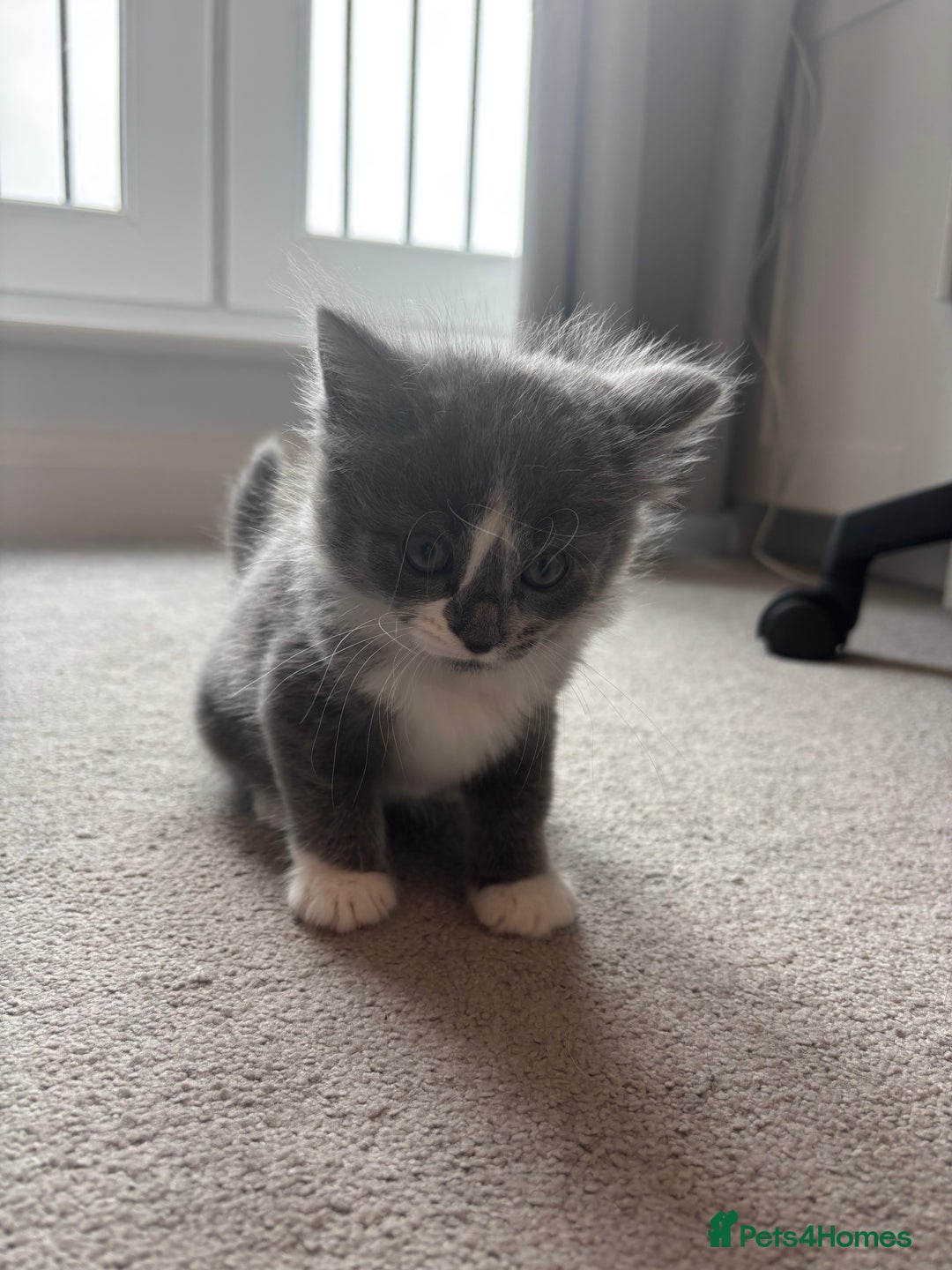 British Shorthair cats for sale: Gorgeous kittens for sale  - Image 4
