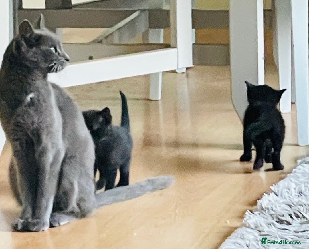 Russian Blue cats for sale: Russian blue mix  - Image 11