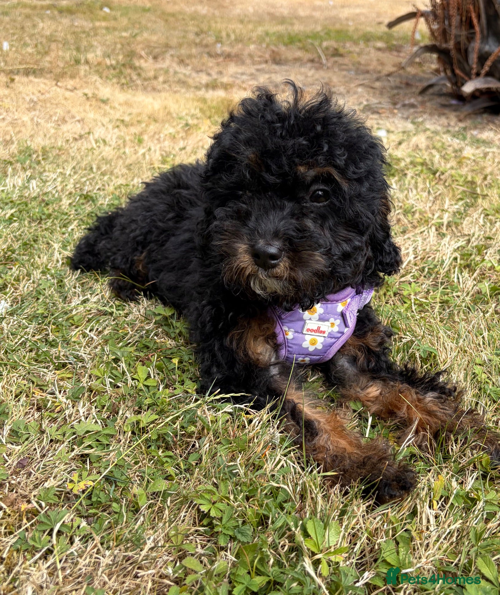 Cockapoo dogs Girl Cockapoo last puppy available  - Advert 2