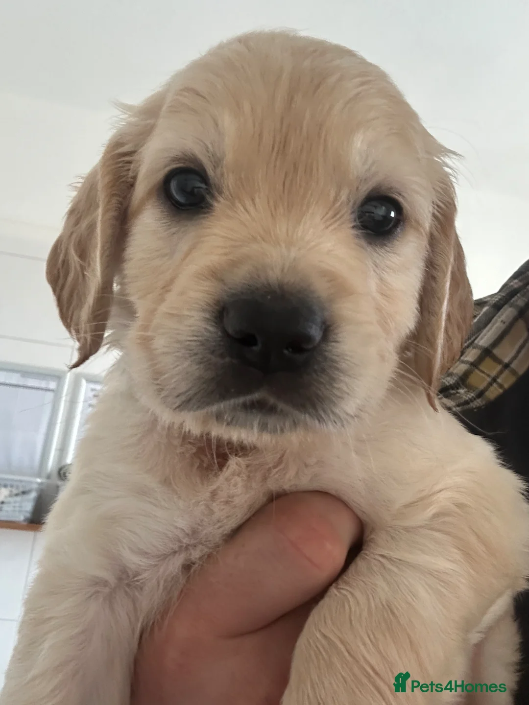 Mixed Breed dogs for sale: 9 stunning Dakota Sports retrievers.  - Advert 1