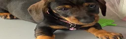 Dachshund dogs for sale: Standard Wire Haired Dachshunds  - Advert 23