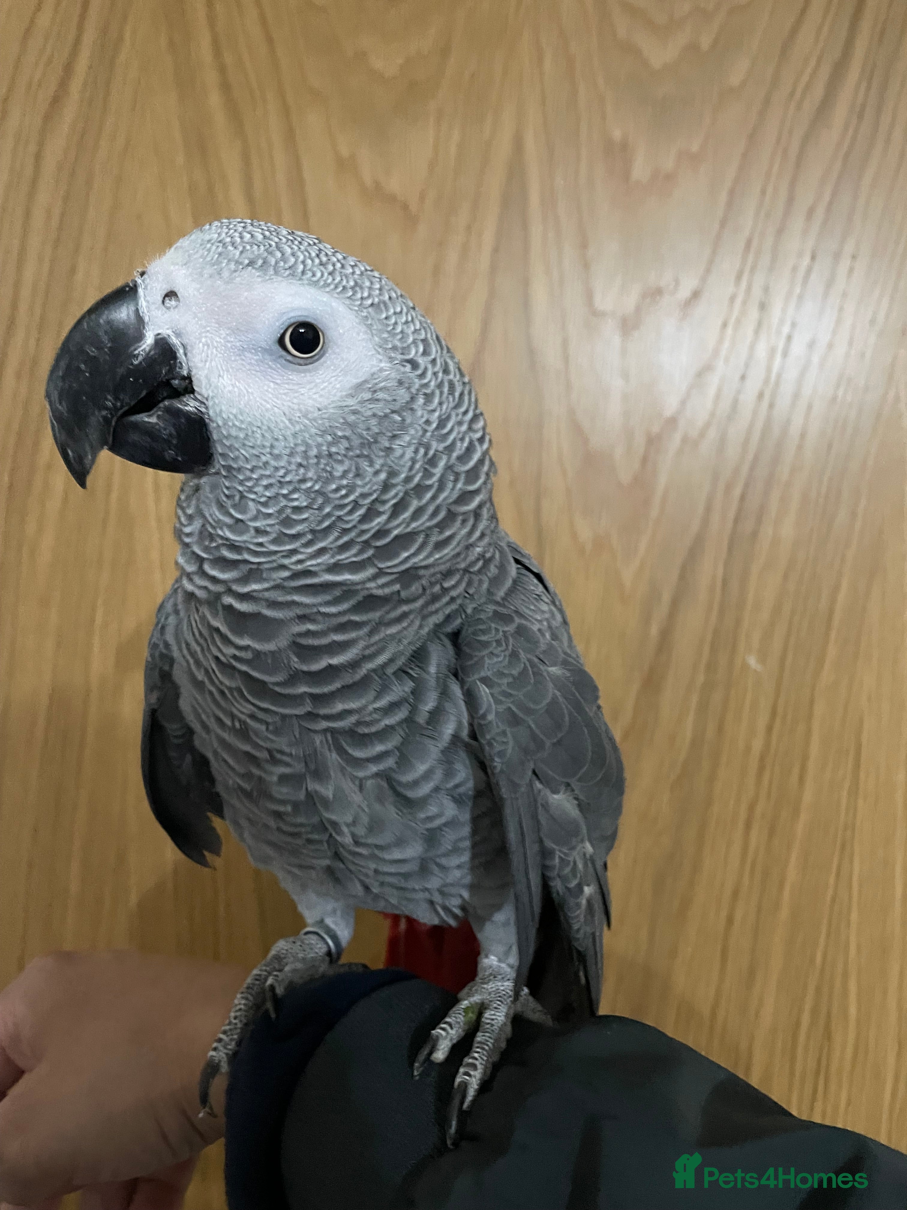 Parrots birds Tame and talkative African grey parrot  - Advert 4