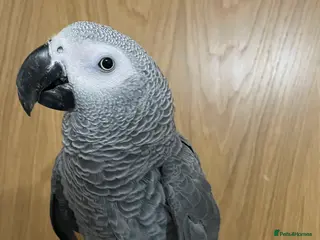 Parrots birds Tame and talkative African grey parrot - Advert 4