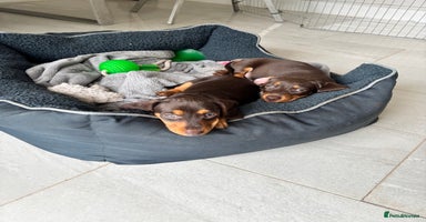 Mixed Breed dogs - Advert 13