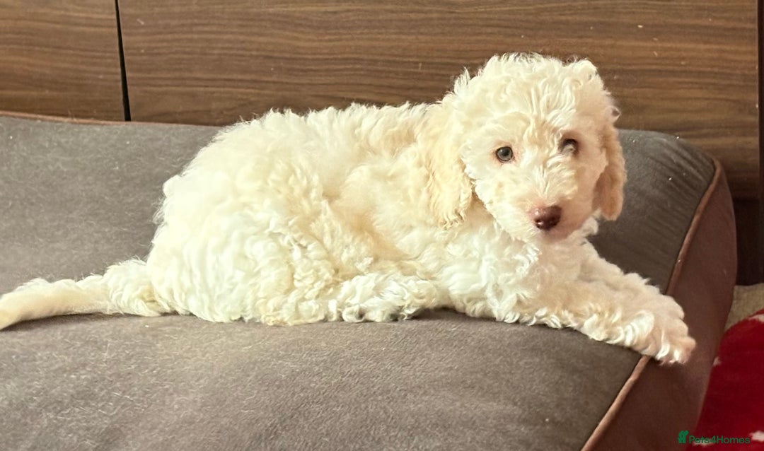 Cockapoo dogs for sale: *READY NOW* Beautiful F1b Cockapoo Puppies - Image 23