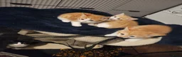 Mixed Breed cats for sale: 4 Gorgeous kittens looking for new home - Advert 9