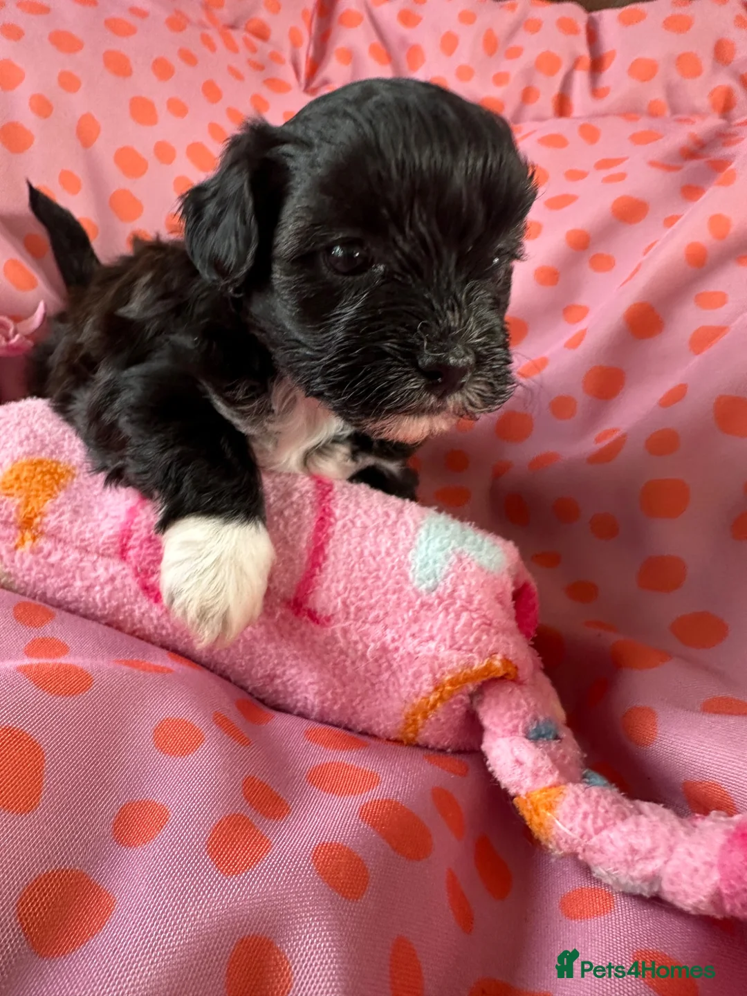 Lhasapoo dogs for sale: Lhasapoo puppies - Advert 6