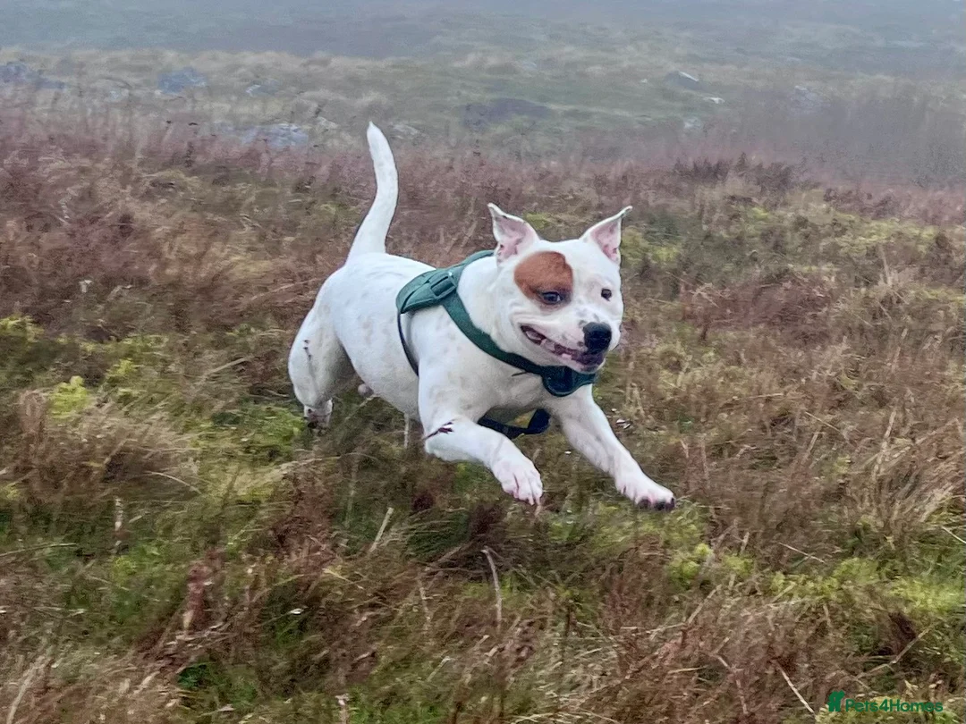 Staffordshire Bull Terrier dogs for sale: Staffordshire Bull - Advert 4