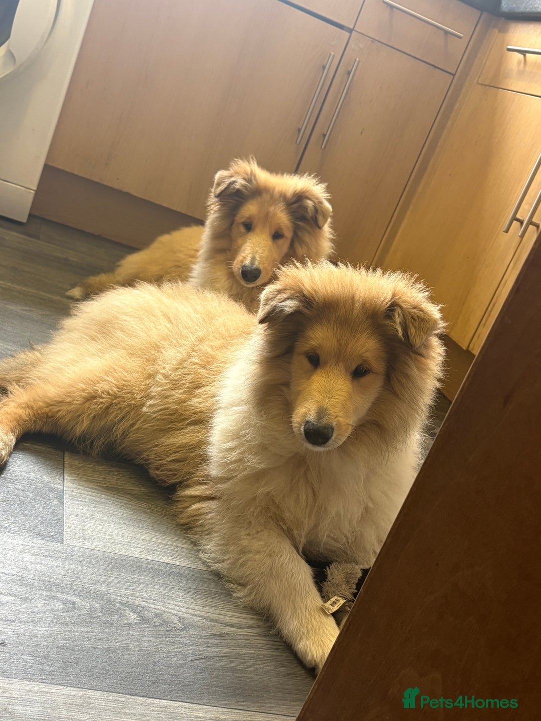 Rough Collie dogs for sale: 2 chunky roughy collie boys left!! - Advert 1