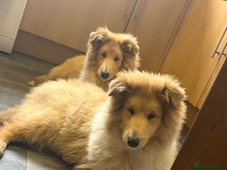 Rough Collie dogs 2 chunky roughy collie boys left!! - Advert 5
