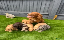 Cockapoo dogs for sale: ⭐️ 7 beautiful cockapoo puppies ⭐️  - Image 11