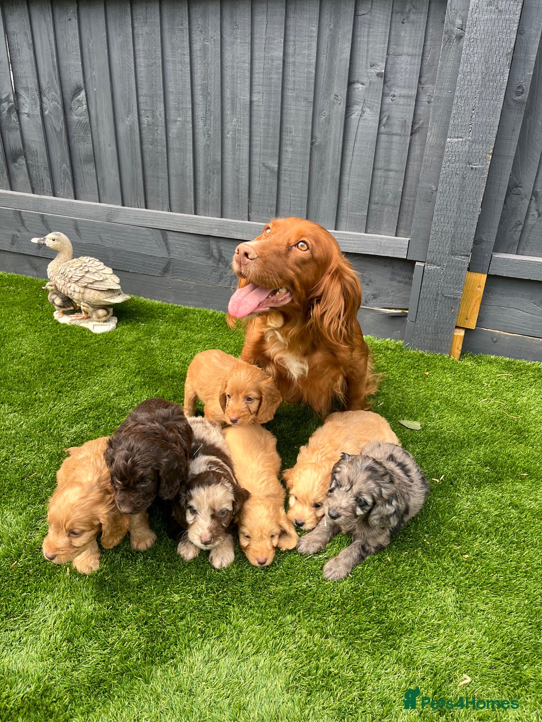 Cockapoo dogs for sale: ⭐️ 7 beautiful cockapoo puppies ⭐️  - Image 11