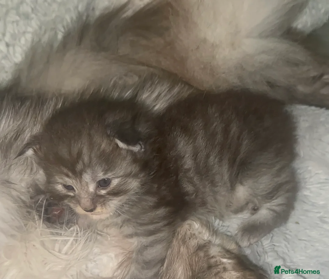Maine Coon cats for sale: TICA MAINE COON KITTENS - Advert 8