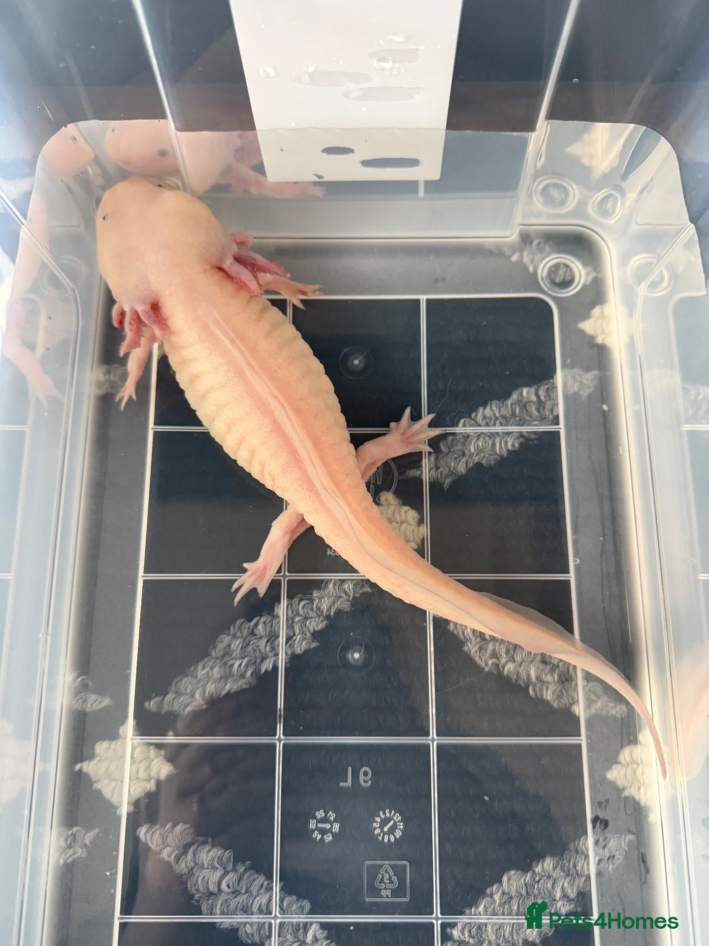 Axolotl reptiles Axolotls male and female - Advert 5