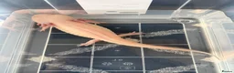 Axolotl reptiles for sale: Axolotls male and female - Advert 1