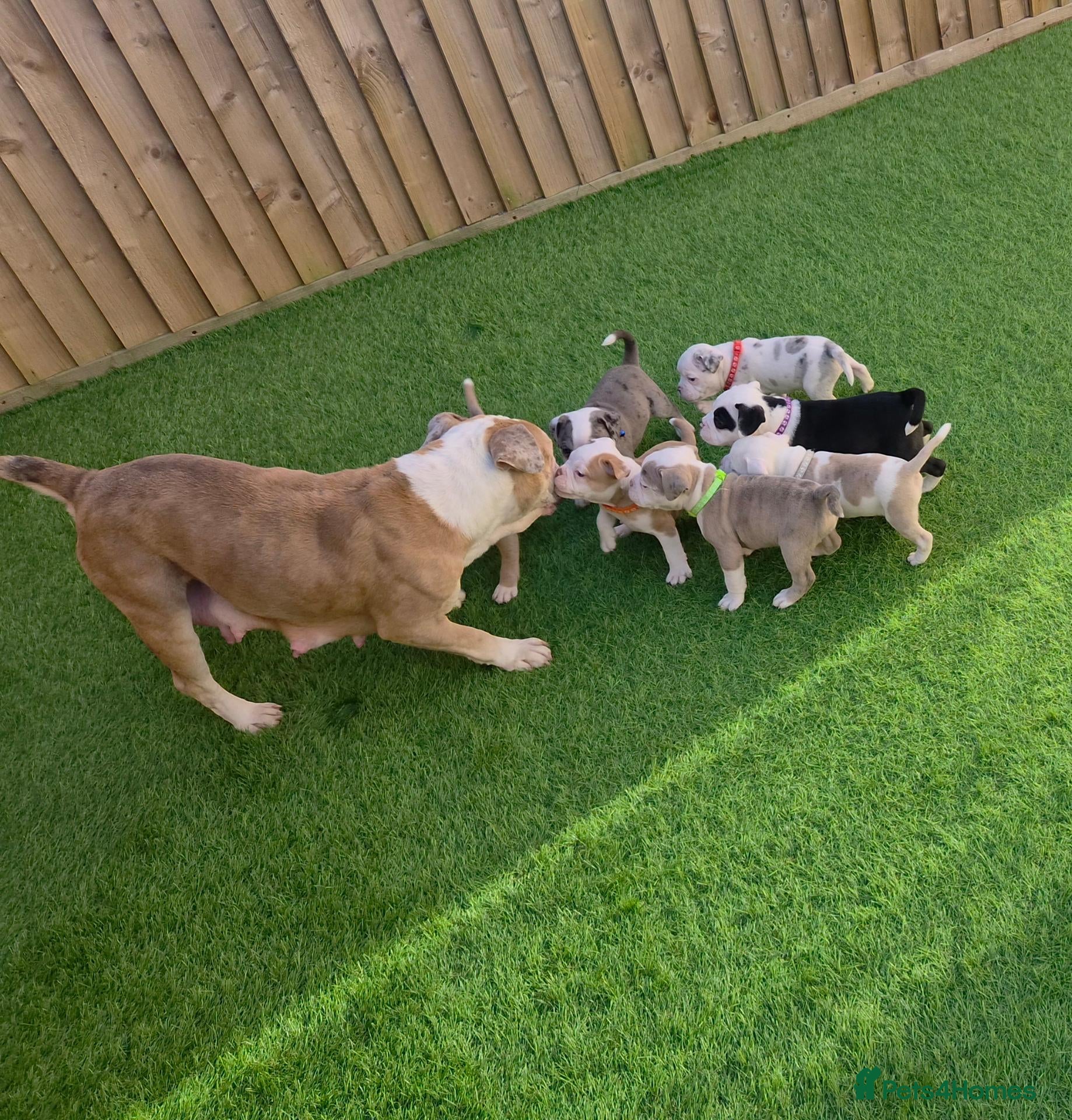 Olde English Bulldogge dogs Old English Bulldog Pups  - Advert 3