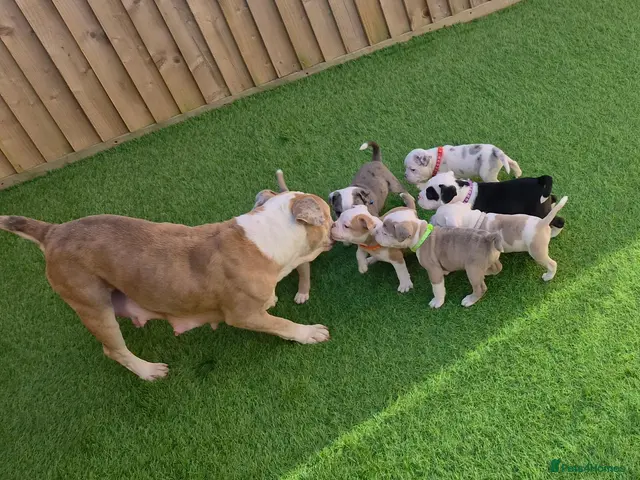 Olde English Bulldogge dogs for sale: Old English Bulldog Pups - Advert 2
