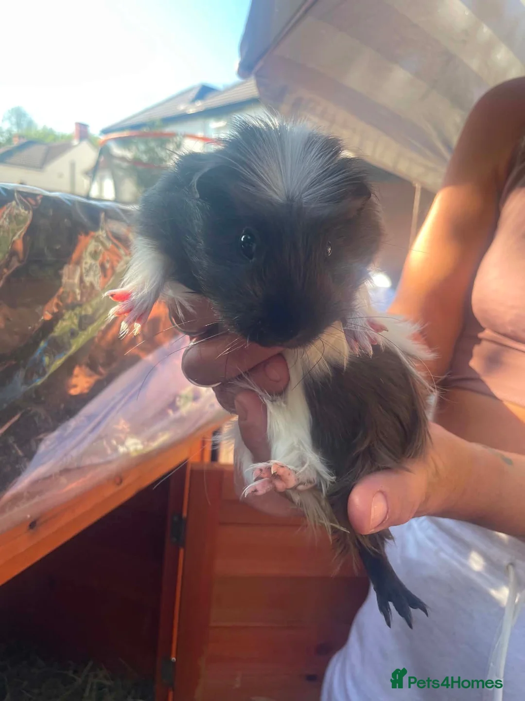 Guinea Pig rodents for sale: Guinea pigs for sale - Advert 2