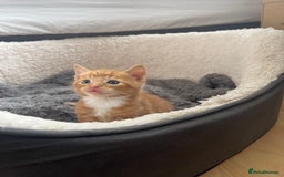 American Shorthair cats for sale: 4 male kittens for sale! - Image 11
