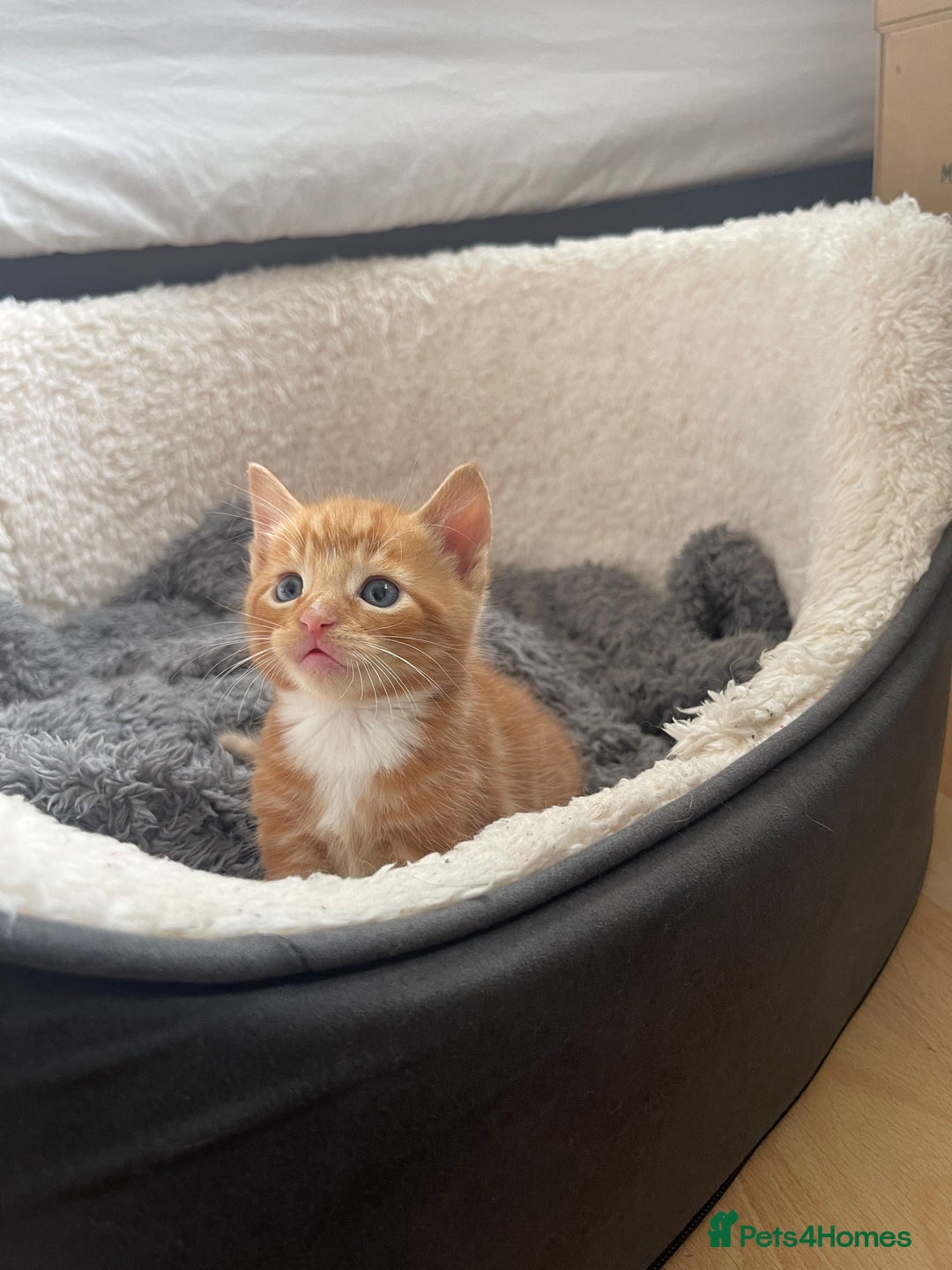American Shorthair cats for sale: 4 male kittens for sale! - Image 11