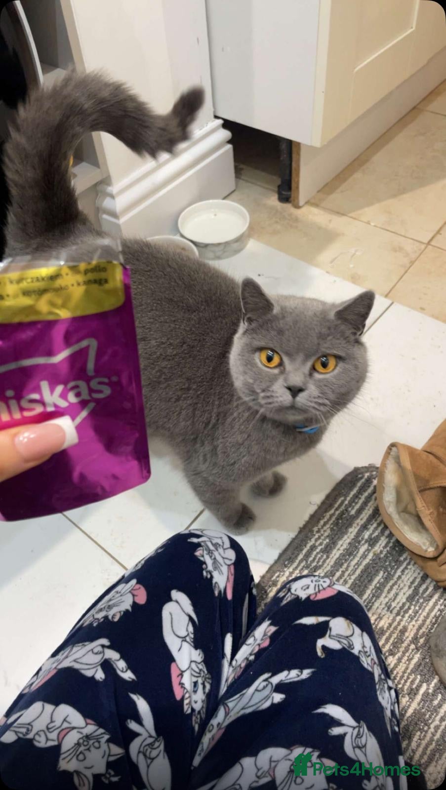 British Shorthair cats British short hair girl  - Advert 1