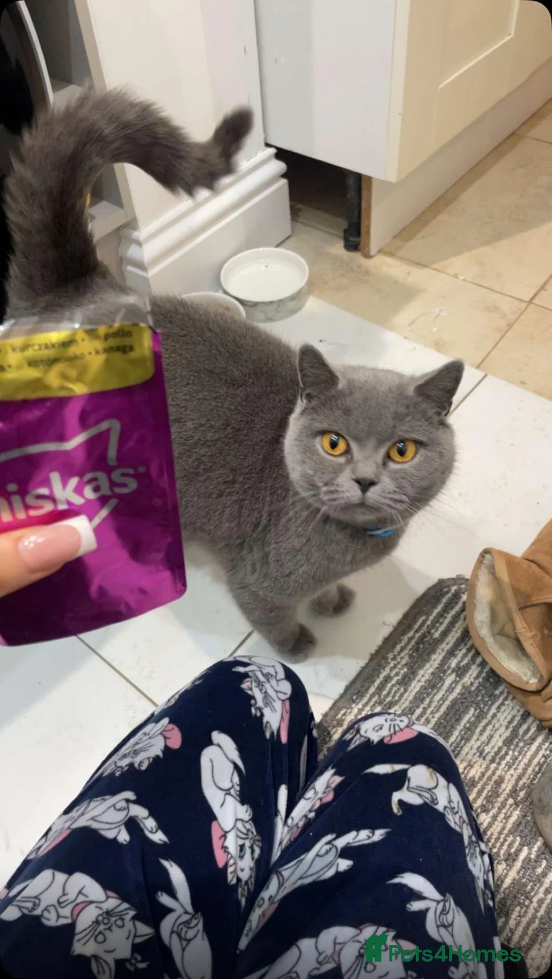 British Shorthair cats for sale: British short hair girl  in Godalming - Advert 1