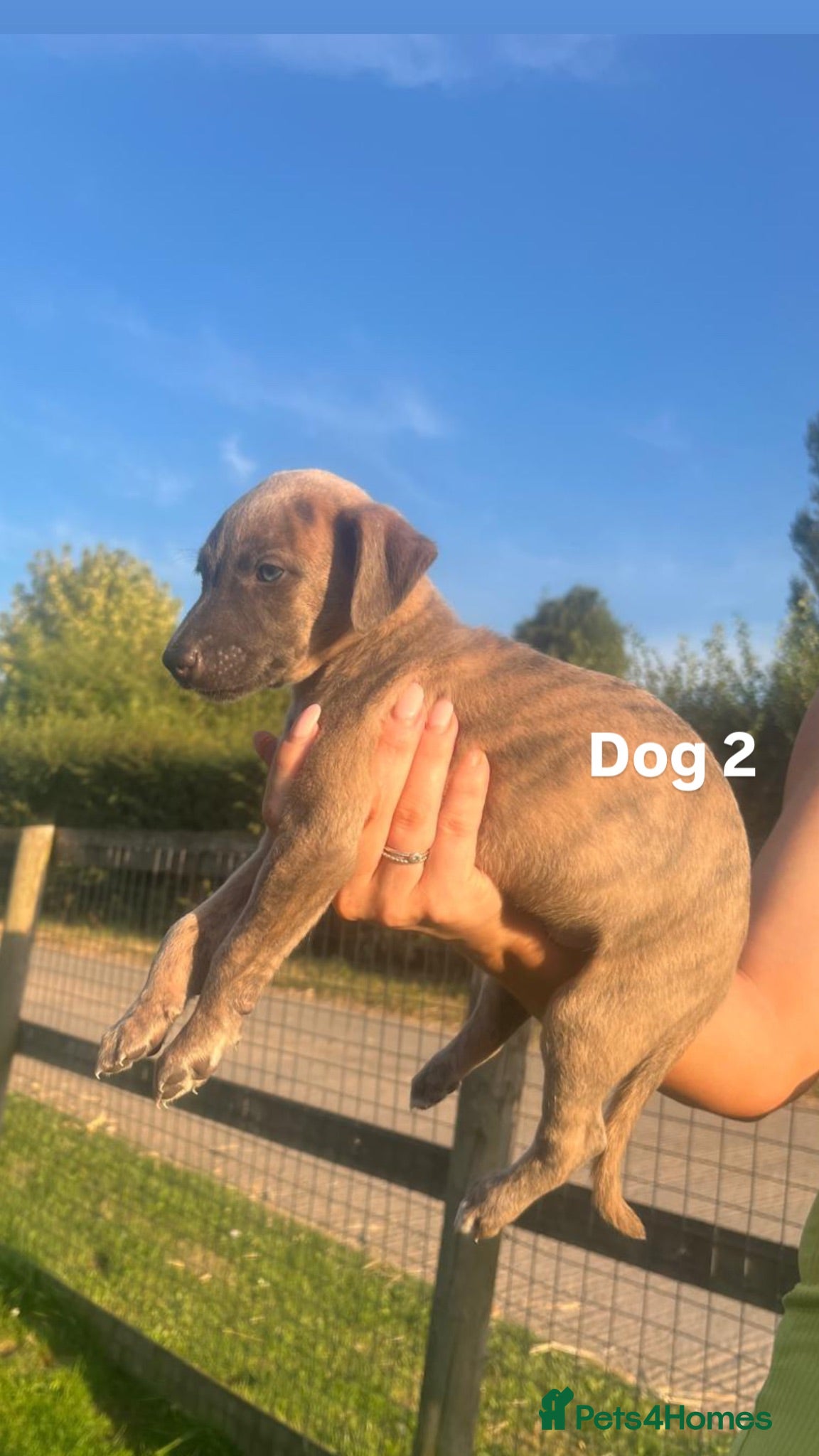 Whippet dogs 8 KC registered whippet pups - Advert 2