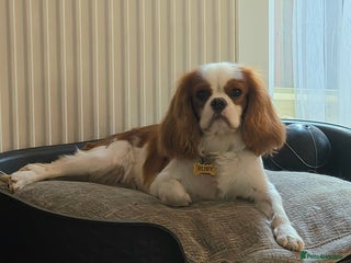 Cavalier King Charles Spaniel dogs Planned litter waiting list open - Advert 1