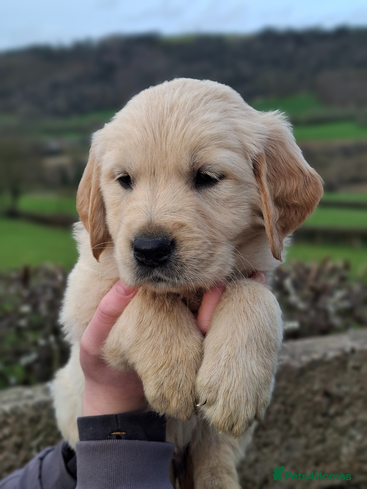 Golden Retriever dogs 🐾 Beautiful Golden Retriever Puppies for Sale 🐾 - Advert 1