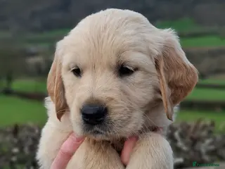 Golden Retriever dogs 🐾 Beautiful Golden Retriever Puppies for Sale 🐾 - Advert 1