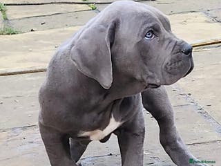 Cane Corso dogs Champion Blood Line Cane Corso Puppies - Advert 1