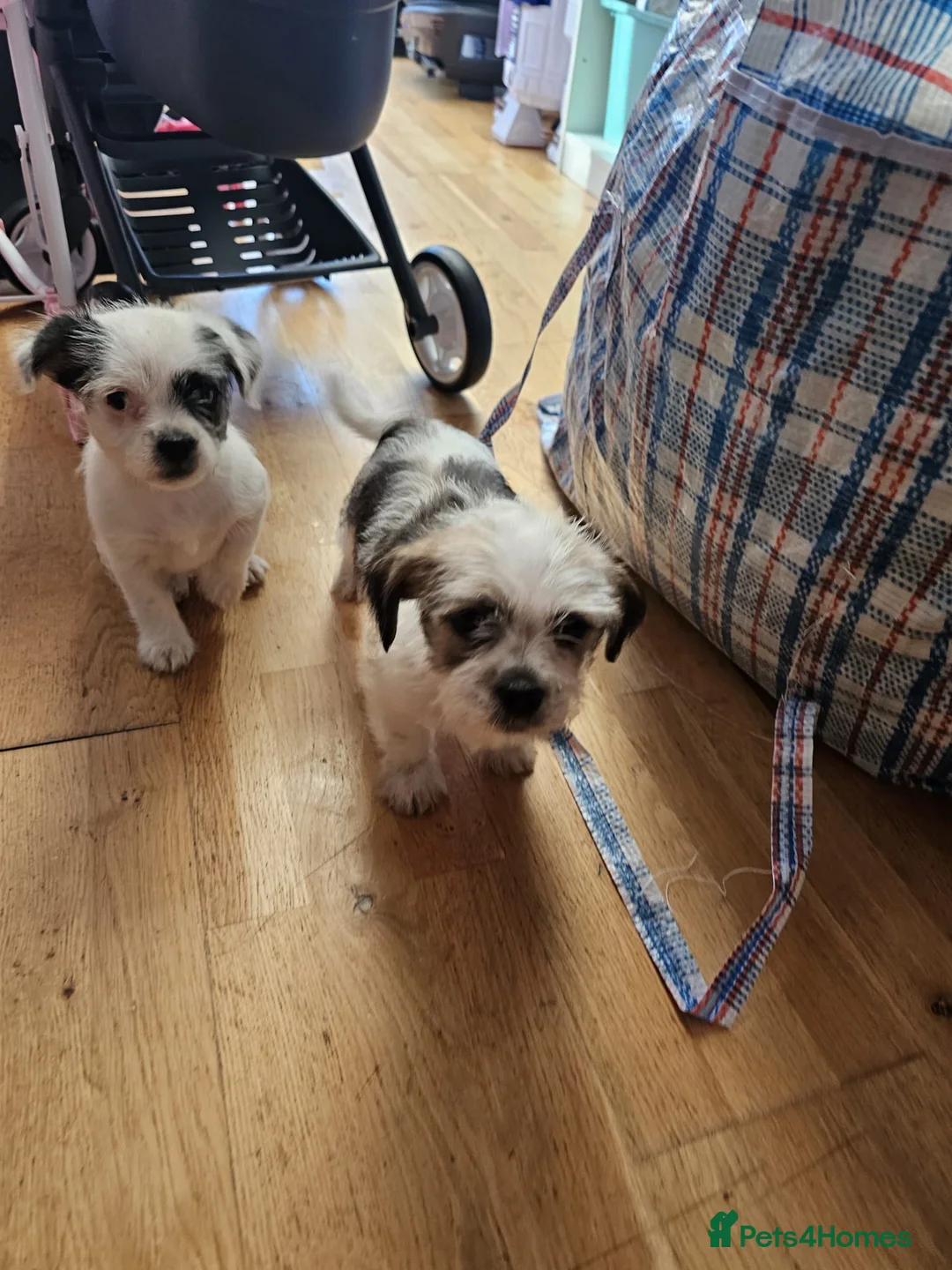 Mixed Breed dogs for sale: Shin tzu cross puppies - Advert 1